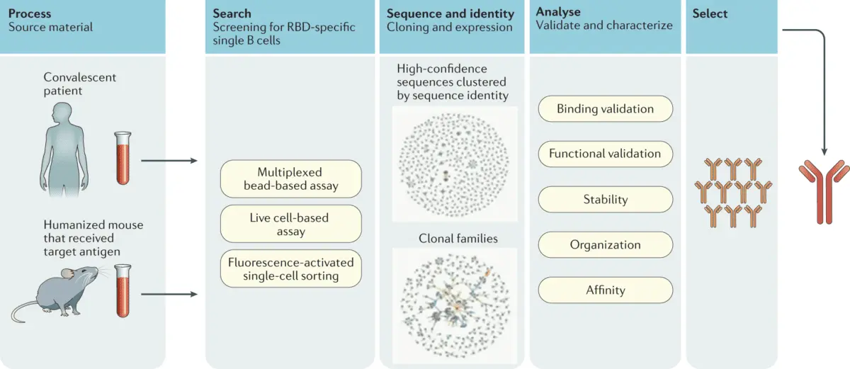 Congenital immunity to coronavirus and other answers to the most common questions about COVID-19