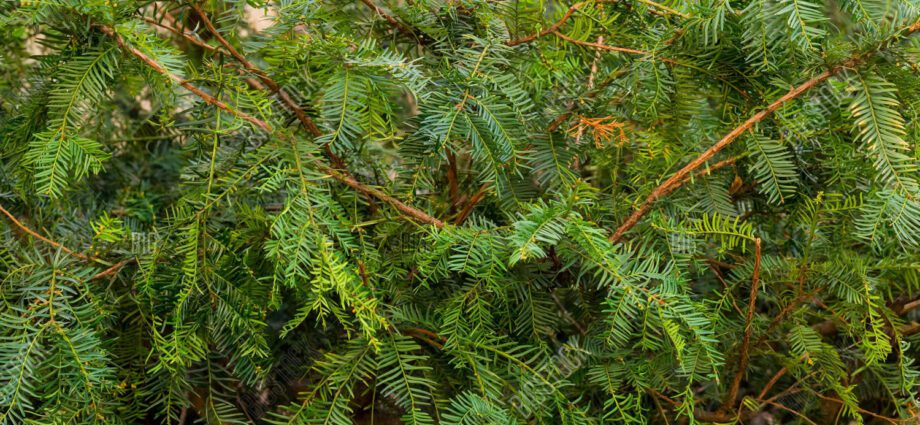 Coniferous yew tree: larawan