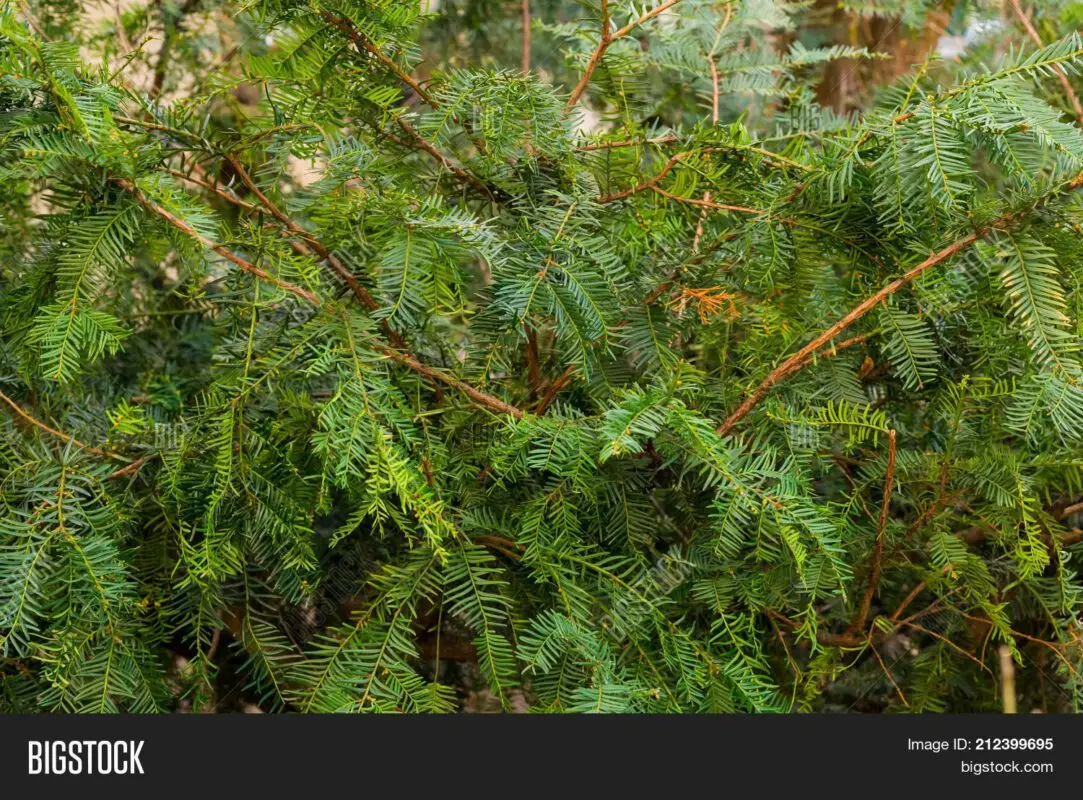 Coniferous yew tree: photo