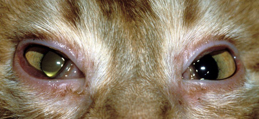 Επιπεφυκίτιδα σε γάτες: πώς να την αντιμετωπίσετε;