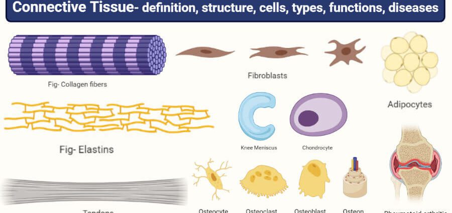 Connective tissue: definition, types, diseases