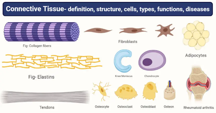 Connective tissue: definition, types, diseases