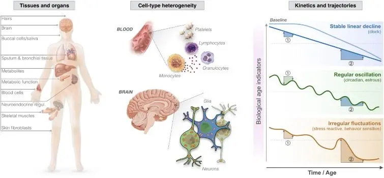 Consequences of childbirth, accelerated biological aging