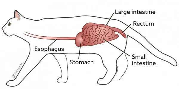 Constipated cat: all about cat constipation