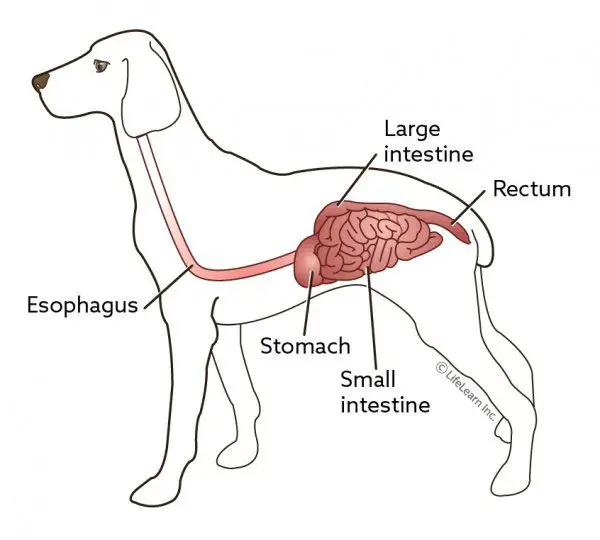 Constipation of the dog: my dog ​​is contipated, what to do?