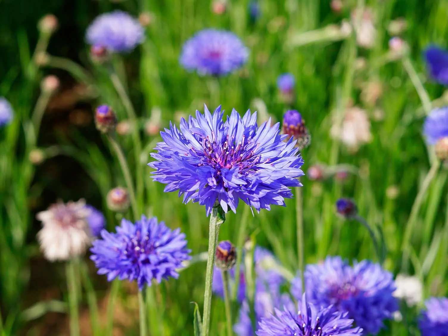 Cornflower garden