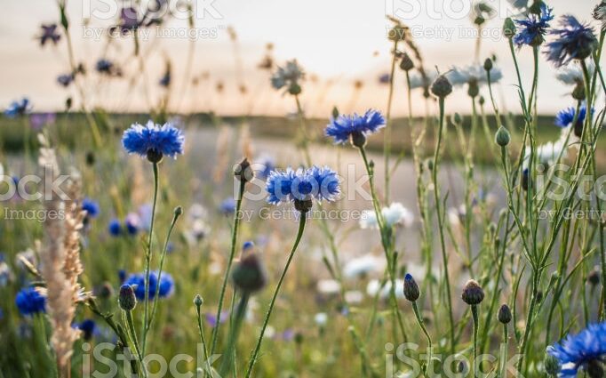 Cornflower meadow: description, photo