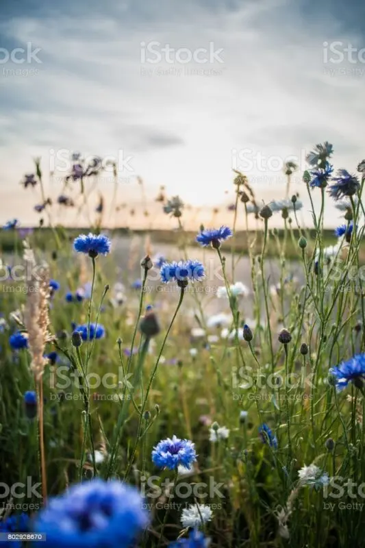 Cornflower meadow: description, photo