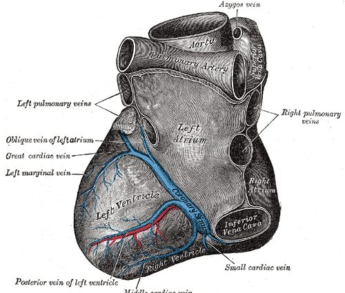 Coronary sinus