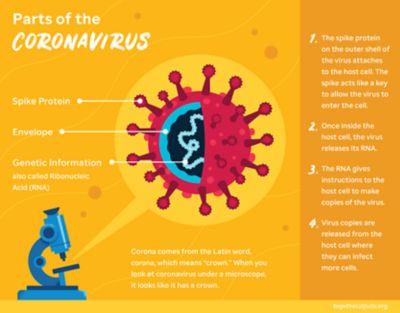 Coronavirus: waar komt covid-19 vandaan?