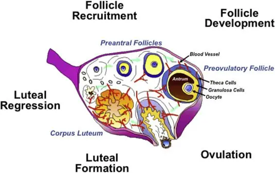 Corpus luteum during pregnancy