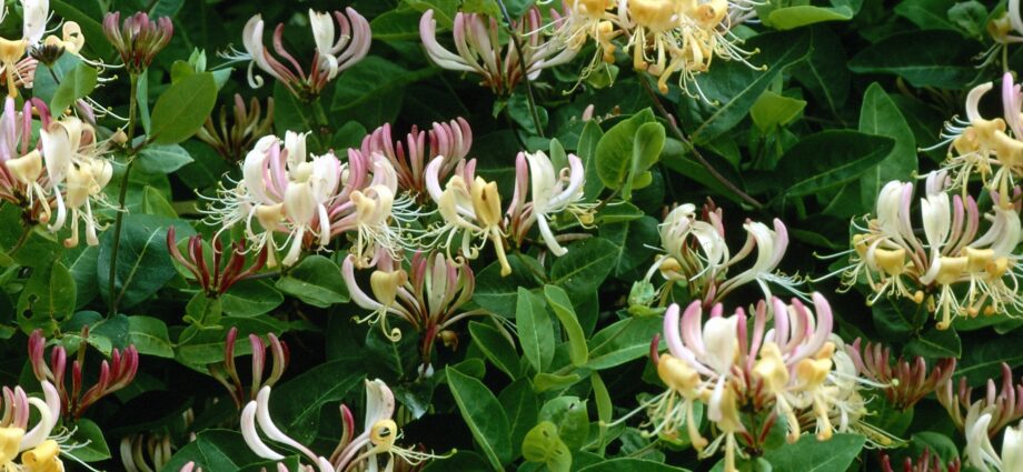 Correct pruning of honeysuckle in the fall