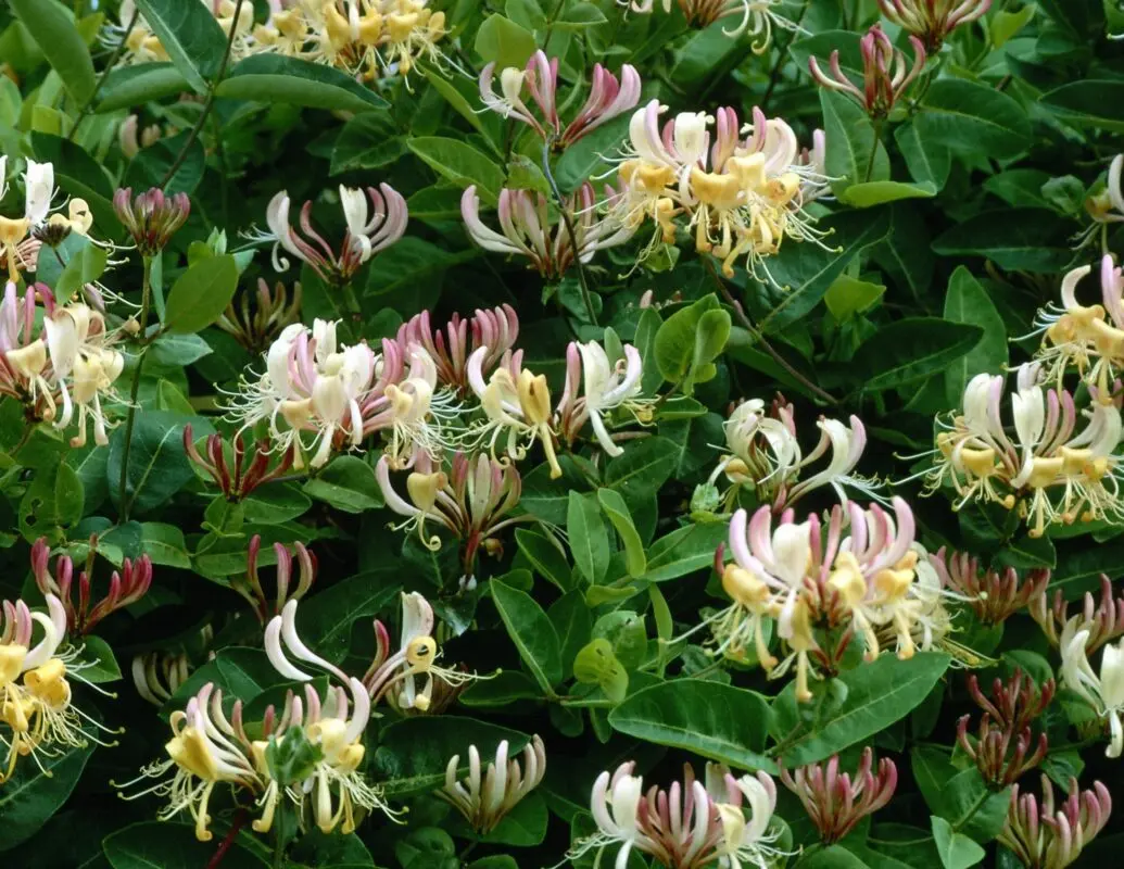 Correct pruning of honeysuckle in the fall