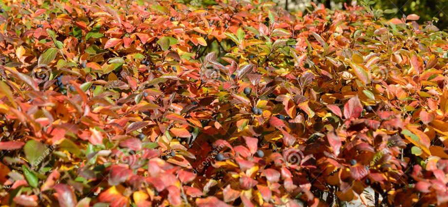 Cotoneaster brilliant: planting a hedge