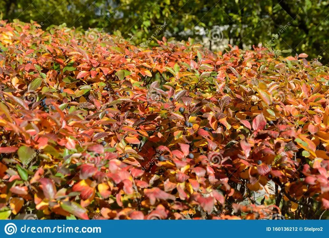 Cotoneaster brilliant: planting a hedge