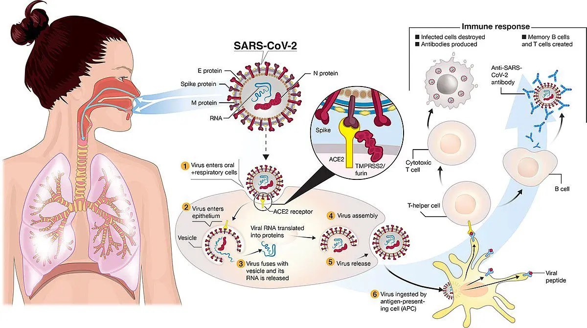 Covid-19: what are the causes of the loss of smell?