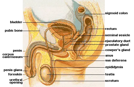 Cowper&#8217;s gland