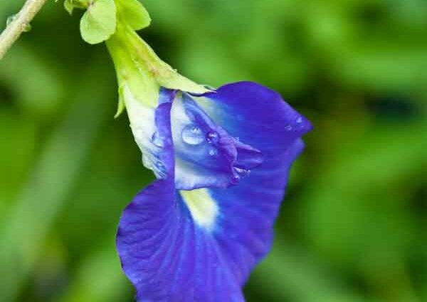 Creeper flowers: name