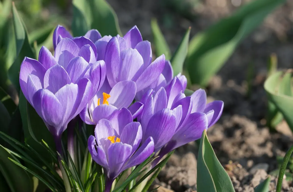 Crocuses: planting and care in the open field, planting dates