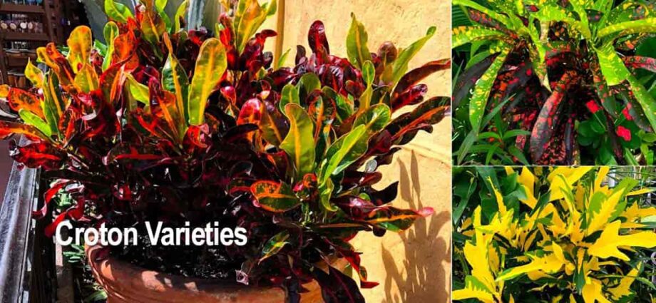 Croton-Blume: Arten und Fotos