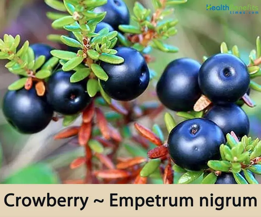 Crowberry berry: useful properties of crowberry. Video