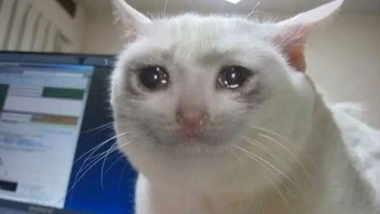 Crying cat: why is my cat crying?