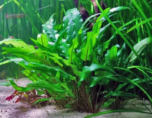 Cryptocoryne: plant species