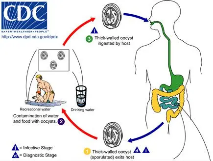 Cryptosporidiosis: symptoms, treatments, what is it?