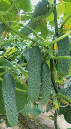 Cucumber Gunnar: description and characteristics of the variety