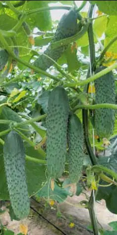 Cucumber Gunnar: description and characteristics of the variety