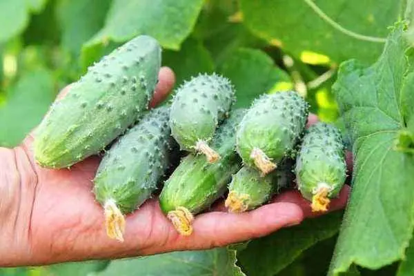 Cucumber variety Masha: description of the variety and characteristics