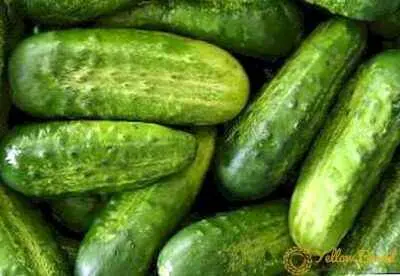 Cucumbers varieties Nezhinsky