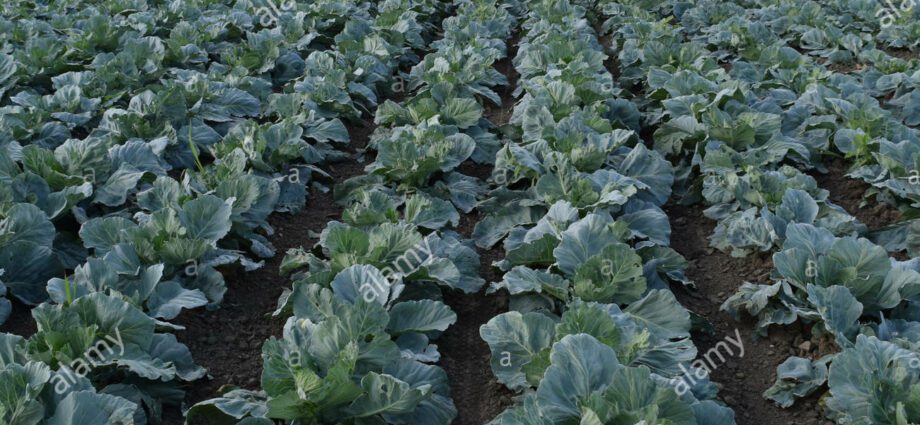 Cultivation of cabbage in the open ground