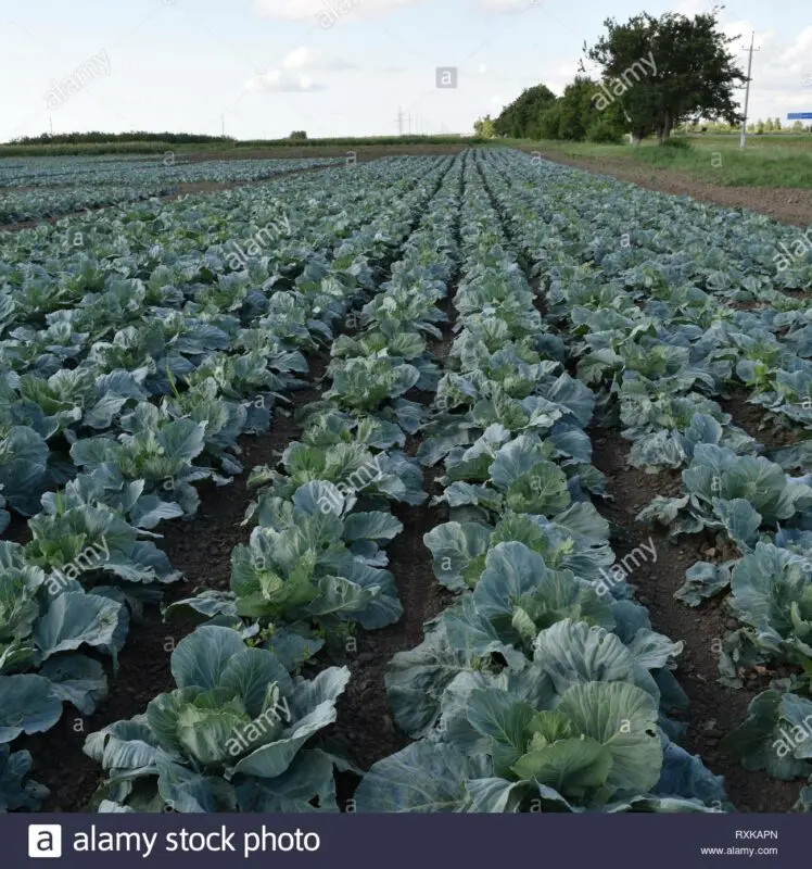Cultivation of cabbage in the open ground