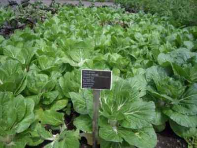 Cultivation of Peking cabbage, cultivation and care of Peking cabbage