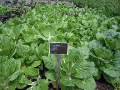 Cultivation of Peking cabbage, cultivation and care of Peking cabbage