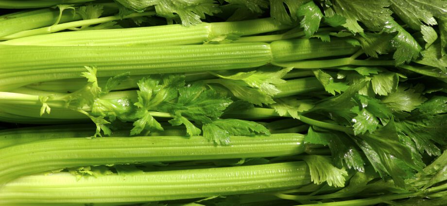 Cultivation of stalked celery