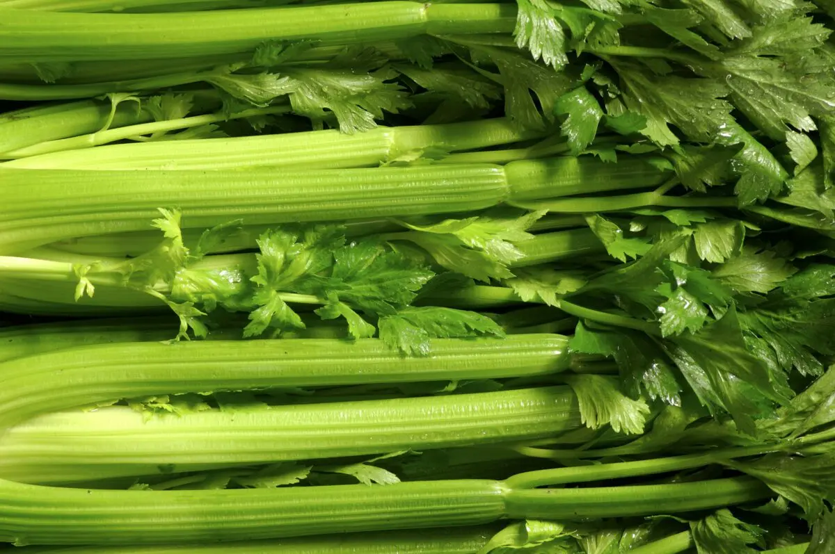 Cultivation of stalked celery