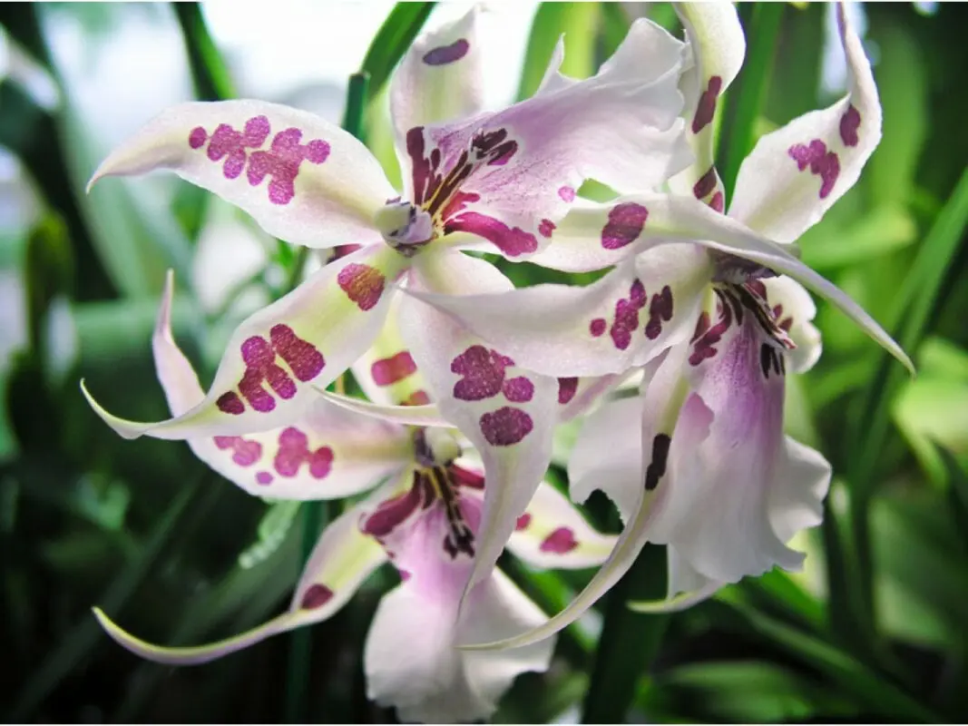 Cumbria orchid: care, reproduction