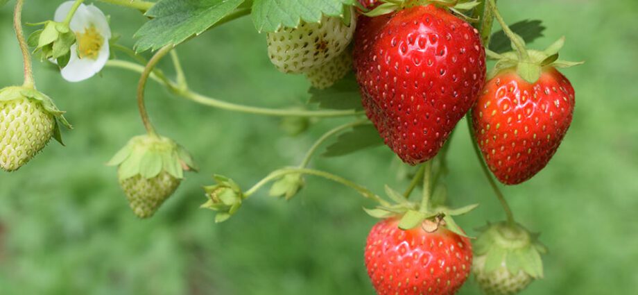 Curly strawberries: growing, care