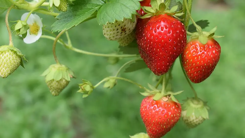 Curly strawberries: growing, care