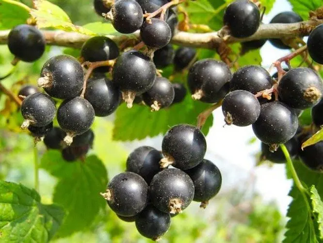 Sugar currant: variety description