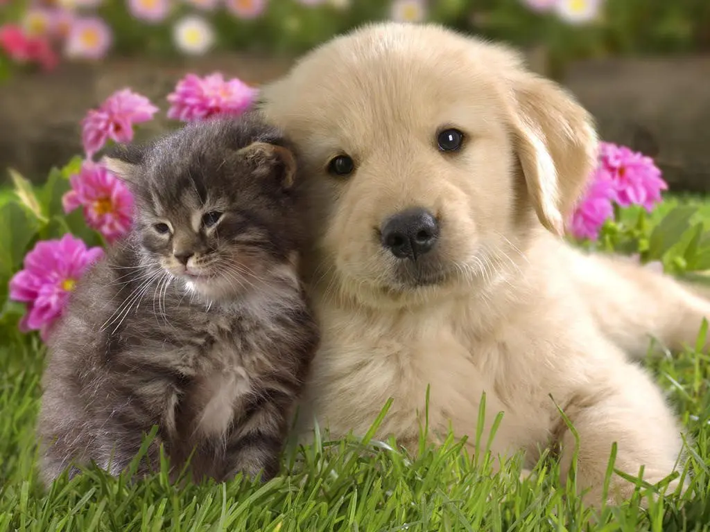 Cute photos of little kittens and puppies