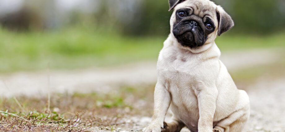 Cute pugs: 16 breeds of the smallest dogs