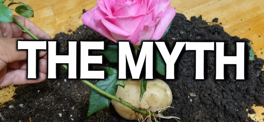 Cuttings of roses in potatoes: how to plant