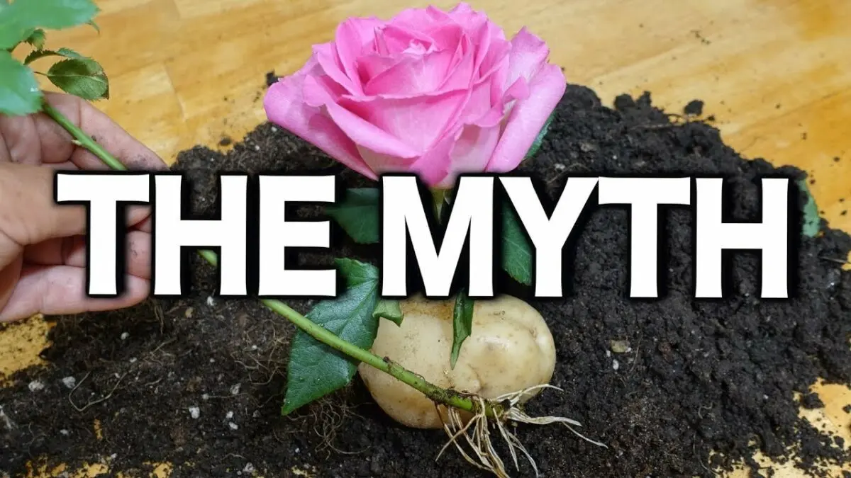 Cuttings of roses in potatoes: how to plant