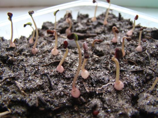 Cyclamen from seeds: how to grow