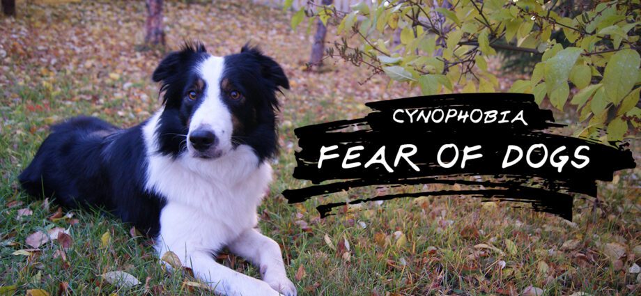 Cynophobia: all you need to know about dog phobia