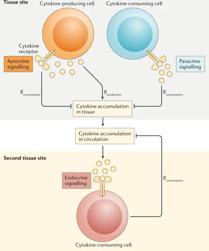 Cytokines: what role in cell communication?