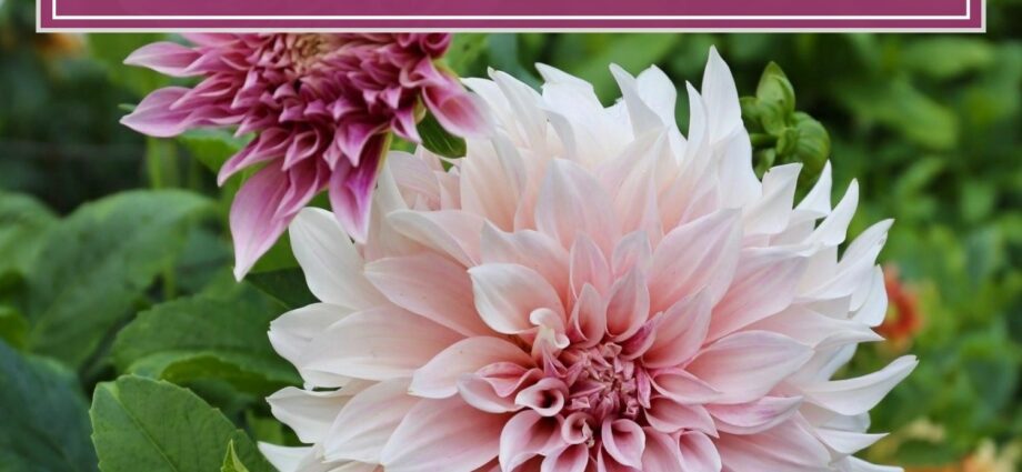 Dahlia varieties, color description